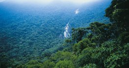 Tropikalne lasy deszczowe