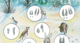 Tropy zwierząt na śniegu