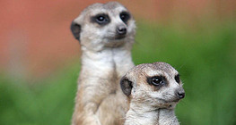 Meerkats