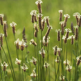 Plantago