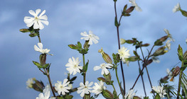 White campion