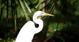 Great egret