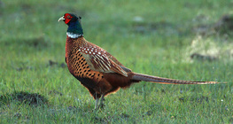 Common pheasant