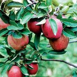 Яблоки Старкинг