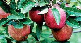 Odmiana jabłoni Starking