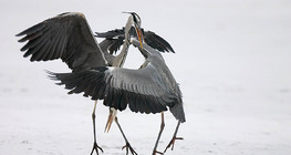 Grey heron fight