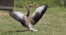 Greylag goose
