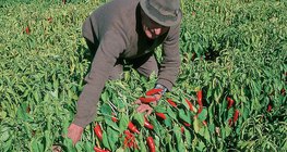 Сбор перца стручкового