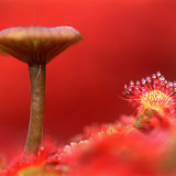 Mushroom and sundew