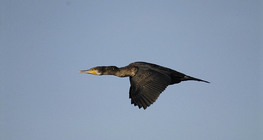 Cormorant flying