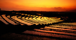 Tarasy ryżowe na wyspie Bali