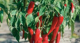 Перец стручковый