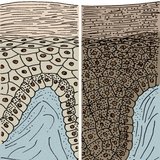 黒人と白人の皮膚