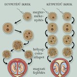 Az ikerterhesség kialakulása