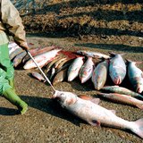 Dead fish after the 2000 Tisza cyanide spill