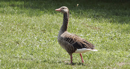 Greylag goose