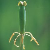 수정 후의 튤립