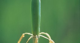 수정 후의 튤립