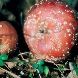 Jabłka uszkodzone przez grzybicę Monilia fructigena