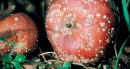 Jabłka uszkodzone przez grzybicę Monilia fructigena