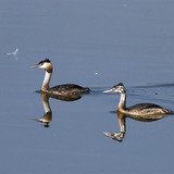 Great crested grebe adult and juvenile