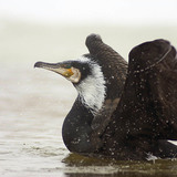 Cormorant