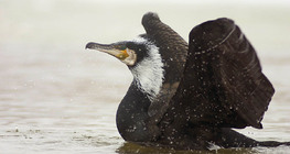 Cormorant