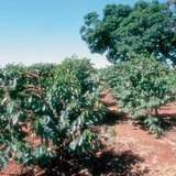 肯尼亚的咖啡种植园