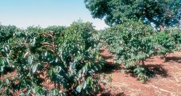 肯尼亚的咖啡种植园