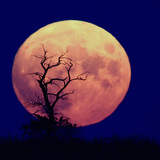 Wschodzący Księżyc w pełni