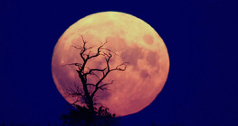 Wschodzący Księżyc w pełni