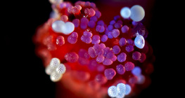 花びらの穀物とミラビリスの花の雌しべ物