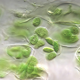 Plant plastids (chloroplasts)