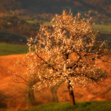 Cherry tree in bloom