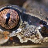 Oczy żaby