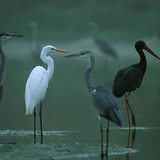 Grey herons, Great egret and Black stork
