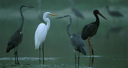 Grey herons, Great egret and Black stork