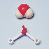 水分子の空間充填およびボールアンドスティックモデル