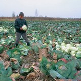 Сбор белокочанной капусты