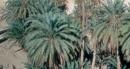 突尼斯的枣树绿洲