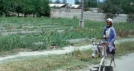 Półpustynia na Nizinie Turańskiej