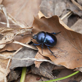 Dung beetle