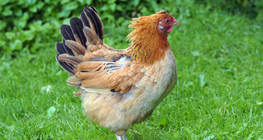 Hen