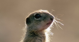 Ground squirrel