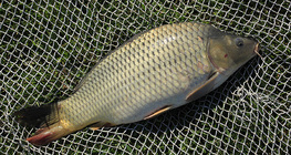 Carp