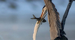 キャッチのために戦う