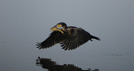 Cormorant flying with Brown bullhead in its beak