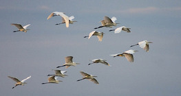 날아가는 대백로