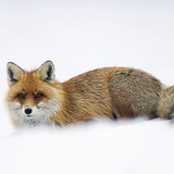 Fox in snow