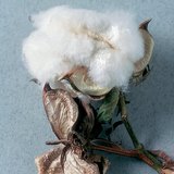 Cotton fiber is almost pure polysaccharide (cellulose)